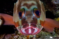   Groupers look  